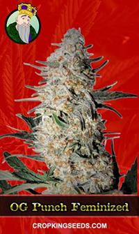 OG Punch Feminized