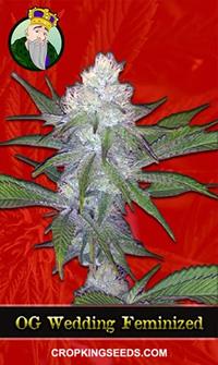 OG Wedding Cake Feminized