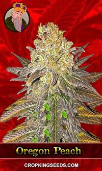 Oregon Peach Feminized