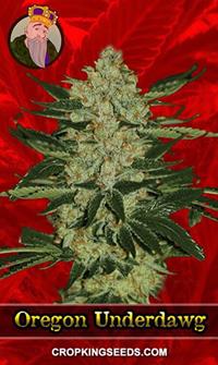 Oregon Underdawg Feminized