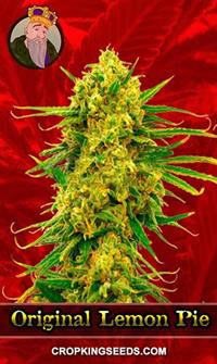 Original Lemon Pie Feminized