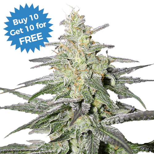 super-silver-haze-image