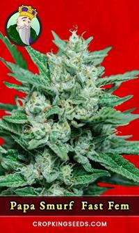 Papa Smurf Fast Version Feminized