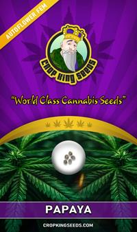 Papaya Autoflowering Feminized