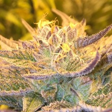 cbd-girl-scout-cookies-image