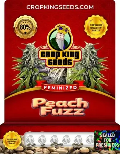 Peach Fuzz Feminized