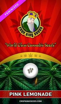 Pink Lemonade Feminized