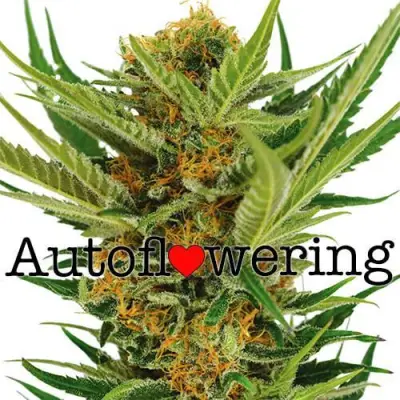 Jack Herer Auto