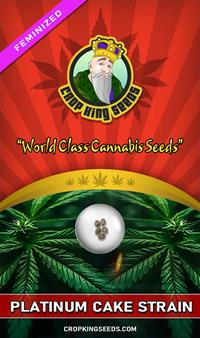 Platinum Cake Feminized