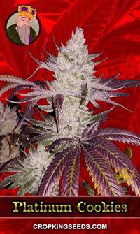 Platinum Cookies Feminized