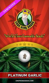 Platinum Garlic Feminized