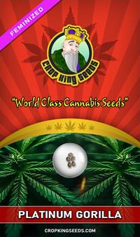 Platinum Gorilla Feminized