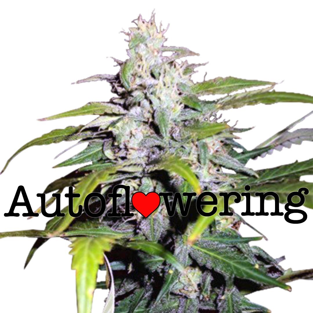 lowryder-autoflower-image