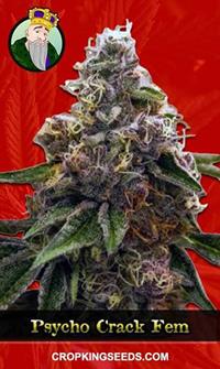 Psycho Crack Feminized