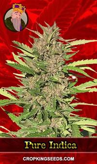 Pure Indica Feminized