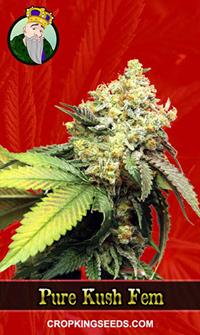 Pure Kush Feminized