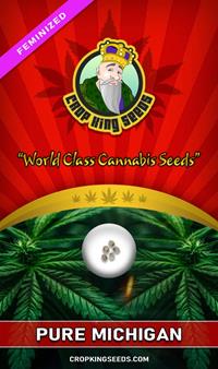 Pure Michigan Feminized