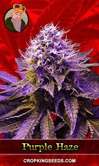 Purple Haze Feminized