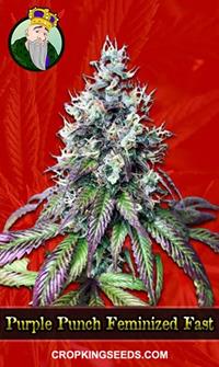 Purple Punch Feminized Fast Version