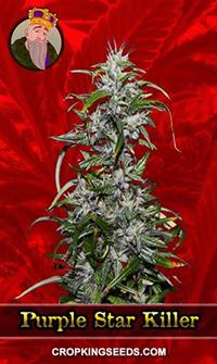 Purple Star Killer Feminized