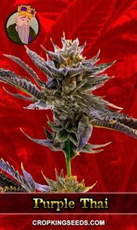 Purple Thai Feminized
