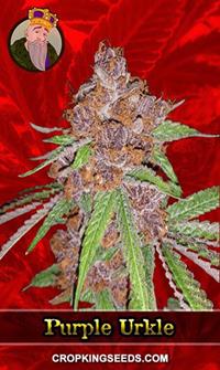 Purple Urkle Feminized