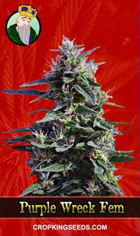 Purple Wreck Feminized
