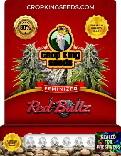 Red Bullz Feminized
