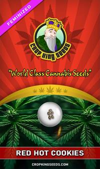 Red Hot Cookies Feminized