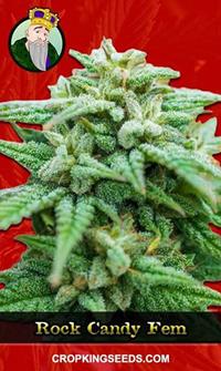 Rock Candy Feminized