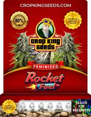 Rocket Fuel Feminized