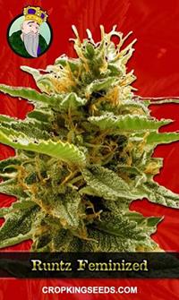 Runtz Feminized
