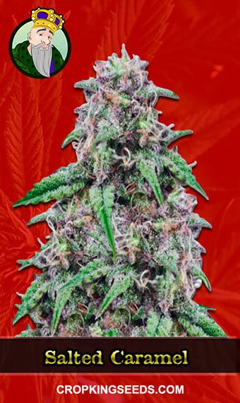 salted-caramel-feminized-image