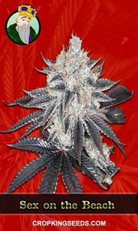 Sex On The Beach Feminized