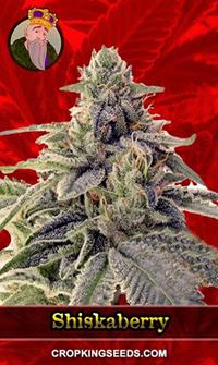 Shiskaberry Feminized