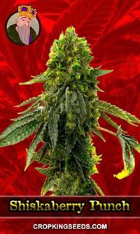Shiskaberry Punch Feminized