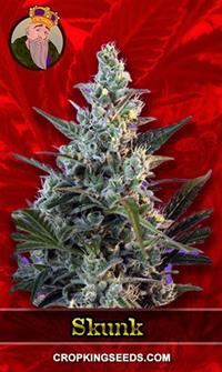 Skunk Feminized Fast Version