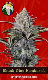 Skunk Glue Feminized