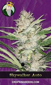 Skywalker Autoflowering