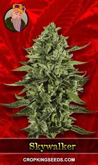 Skywalker Feminized