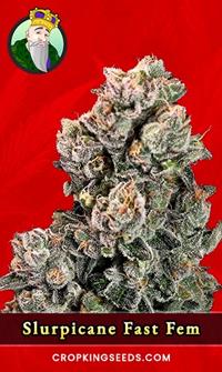 Slurpicane Fast Version Feminized