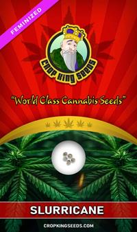 Slurricane Feminized