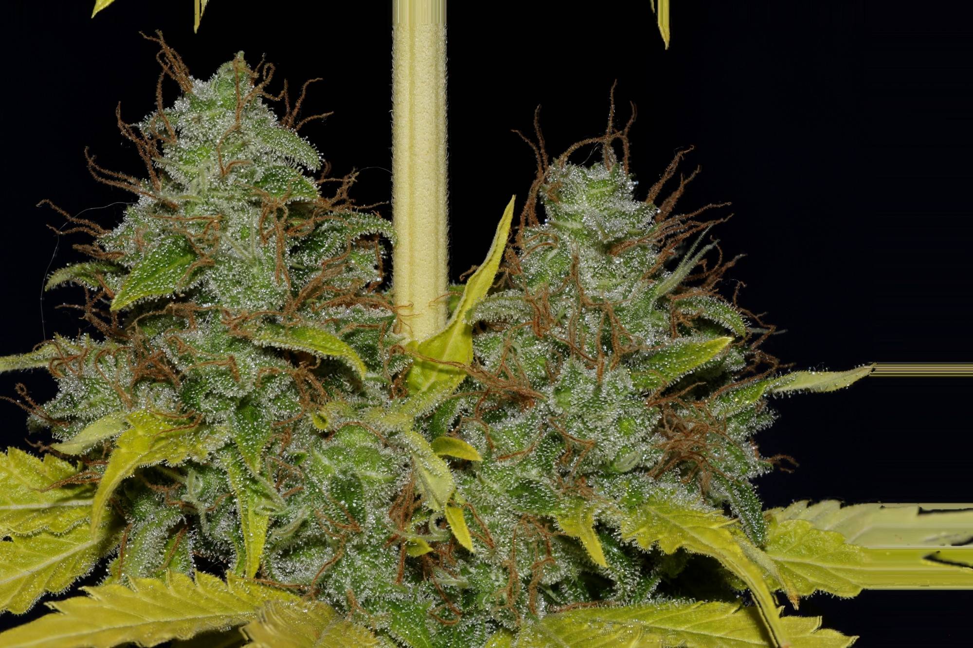 white-widow-fast-image