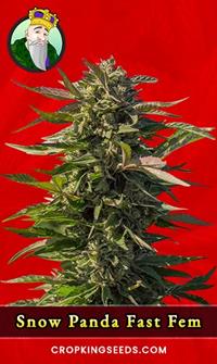 Snow Panda Fast Version Feminized