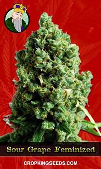 Sour Grape Feminized