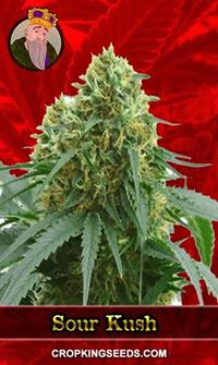 Sour Kush Feminized