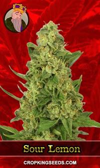 Sour Lemon Feminized