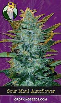 Sour Maui Autoflowering