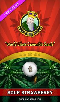 Sour Strawberry Feminized