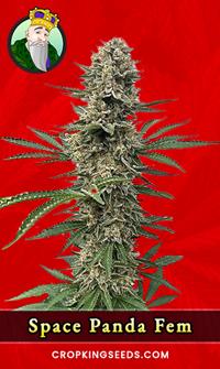 Space Panda Feminized